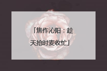 焦作沁阳：趁天抢时麦收忙