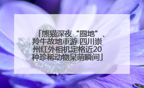 熊猫深夜“圈地”、羚牛故地重游 四川崇州红外相机定格近20种珍稀动物呆萌瞬间