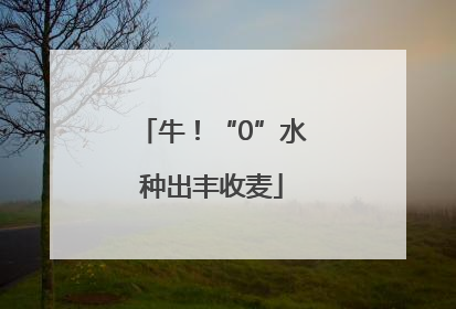 牛！“0”水种出丰收麦