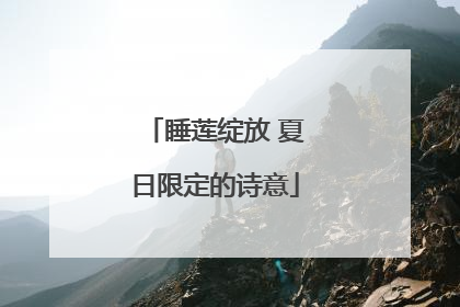 睡莲绽放 夏日限定的诗意