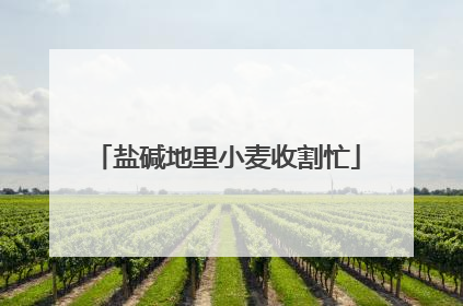 盐碱地里小麦收割忙