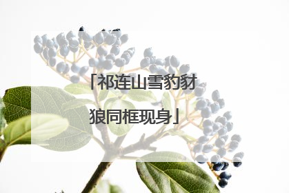 祁连山雪豹豺狼同框现身
