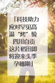 科技助力应对罕见高温“烤”验 四川自贡这片稻田即将迎来头季孕穗期