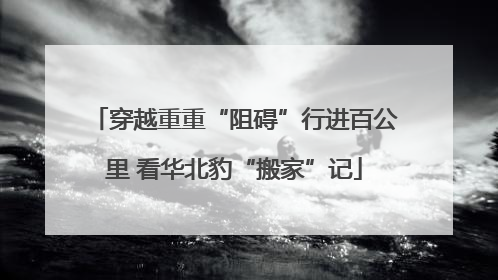 穿越重重“阻碍”行进百公里 看华北豹“搬家”记
