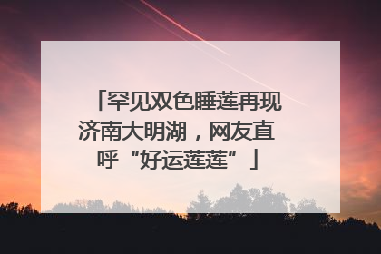 罕见双色睡莲再现济南大明湖，网友直呼“好运莲莲”