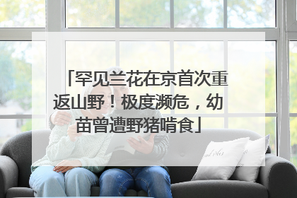 罕见兰花在京首次重返山野！极度濒危，幼苗曾遭野猪啃食