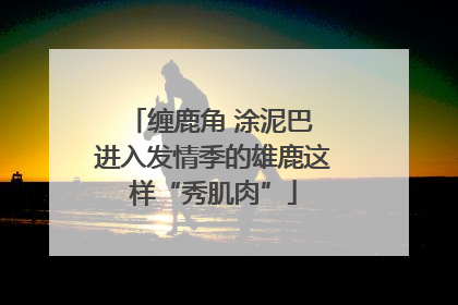缠鹿角 涂泥巴 进入发情季的雄鹿这样“秀肌肉”