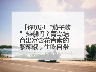 你见过“茄子款”辣椒吗？青岛培育出富含花青素的紫辣椒，生吃自带水果甜