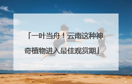 一叶当舟！云南这种神奇植物进入最佳观赏期