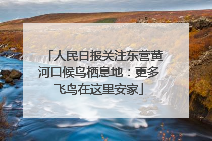 人民日报关注东营黄河口候鸟栖息地：更多飞鸟在这里安家
