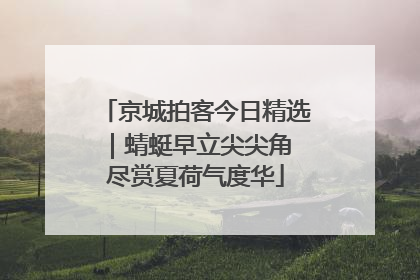 京城拍客今日精选｜蜻蜓早立尖尖角 尽赏夏荷气度华
