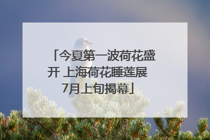 今夏第一波荷花盛开 上海荷花睡莲展7月上旬揭幕