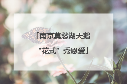 南京莫愁湖天鹅“花式”秀恩爱