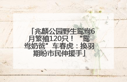 兆麟公园野生鸳鸯6月繁殖120只！“鸳鸯奶爸”车春虎：换羽期盼市民伸援手