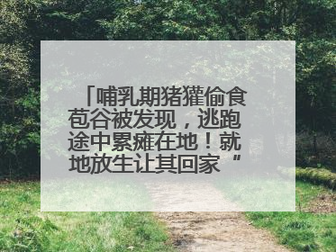 哺乳期猪獾偷食苞谷被发现，逃跑途中累瘫在地！就地放生让其回家“奶孩子”