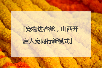 宠物进客舱，山西开启人宠同行新模式