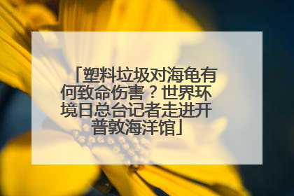 塑料垃圾对海龟有何致命伤害？世界环境日总台记者走进开普敦海洋馆
