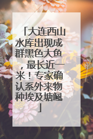 大连西山水库出现成群黑色大鱼，最长近一米！专家确认系外来物种埃及塘鲺