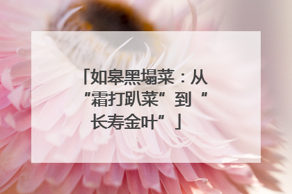 如皋黑塌菜：从“霜打趴菜”到“长寿金叶”