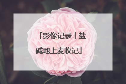 影像记录丨盐碱地上麦收记