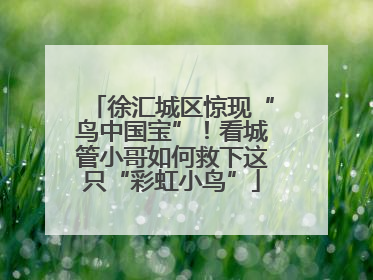 徐汇城区惊现“鸟中国宝”！看城管小哥如何救下这只“彩虹小鸟”