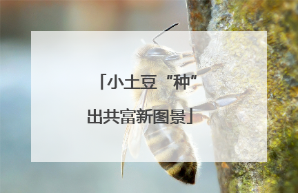 小土豆“种”出共富新图景