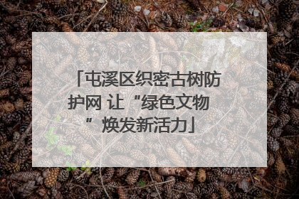 屯溪区织密古树防护网 让“绿色文物”焕发新活力