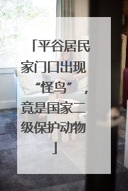 平谷居民家门口出现“怪鸟”，竟是国家二级保护动物
