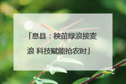 息县：秧苗绿浪接麦浪 科技赋能抢农时