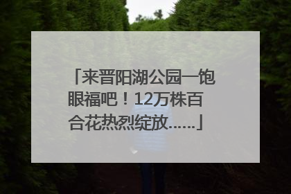 来晋阳湖公园一饱眼福吧！12万株百合花热烈绽放……