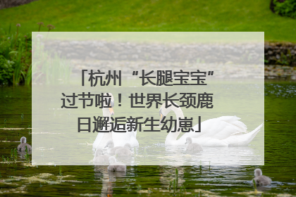 杭州“长腿宝宝”过节啦！世界长颈鹿日邂逅新生幼崽