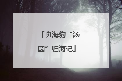斑海豹“汤圆”归海记