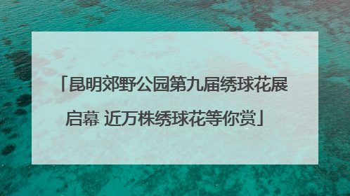 昆明郊野公园第九届绣球花展启幕 近万株绣球花等你赏