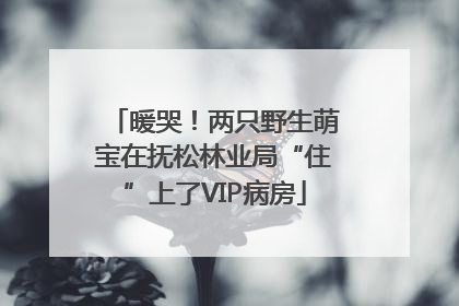 暖哭！两只野生萌宝在抚松林业局“住”上了VIP病房