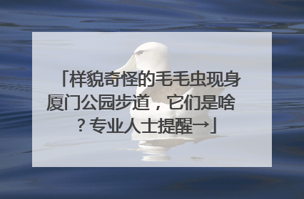 样貌奇怪的毛毛虫现身厦门公园步道，它们是啥？专业人士提醒→