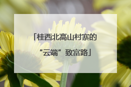 桂西北高山村寨的“云端”致富路