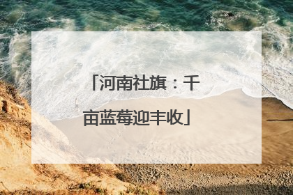河南社旗：千亩蓝莓迎丰收