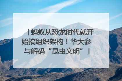 蚂蚁从恐龙时代就开始搞组织架构！华大参与解码“昆虫文明”