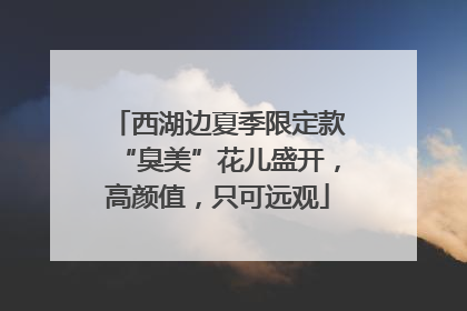 西湖边夏季限定款“臭美”花儿盛开，高颜值，只可远观