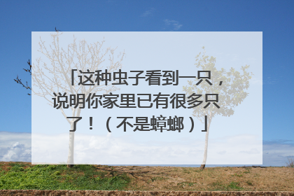 这种虫子看到一只，说明你家里已有很多只了！（不是蟑螂）