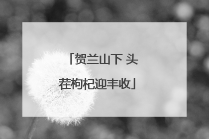 贺兰山下 头茬枸杞迎丰收