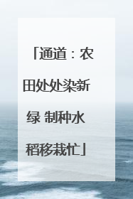 通道：农田处处染新绿 制种水稻移栽忙