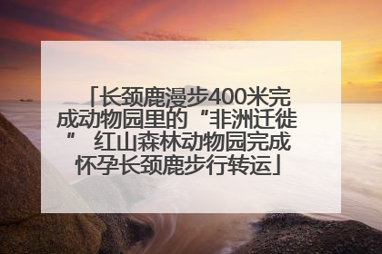 长颈鹿漫步400米完成动物园里的“非洲迁徙” 红山森林动物园完成怀孕长颈鹿步行转运