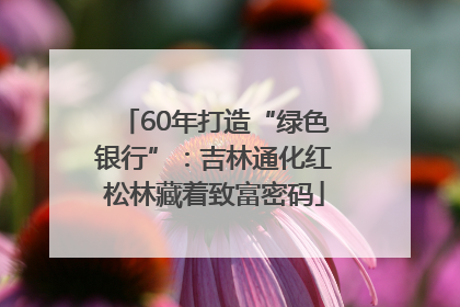 60年打造“绿色银行”：吉林通化红松林藏着致富密码